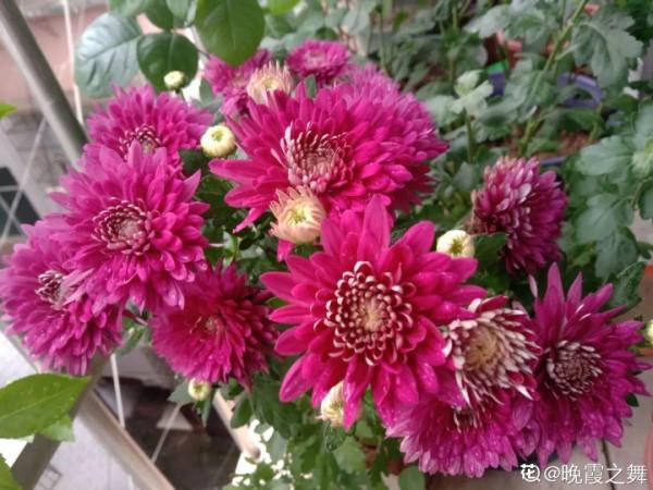 適合秋天養的12種花,耐陰又耐寒,秋冬長得更精神 適合秋天養的12種花,耐陰又耐寒,秋冬長得更精神