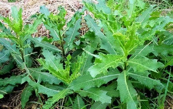 31種野菜大合集，帶你認識不同的野菜和吃法，你想要的野菜這裡有