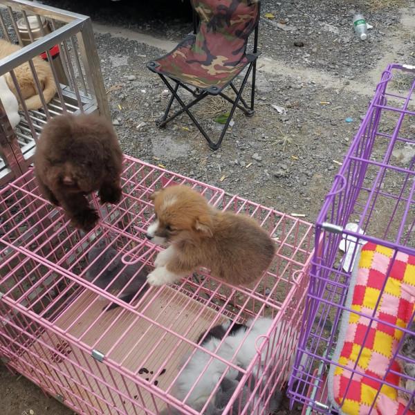 看圖逛街，各種小寵物及珠串