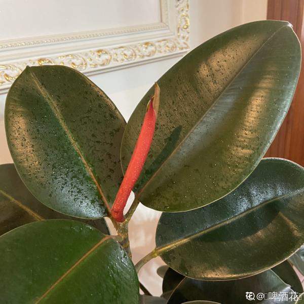 大葉子花就是“招財”，隨便養一盆，寓意好、安全感十足