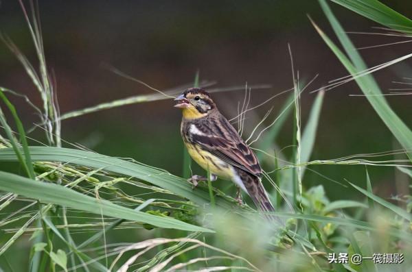 湖邊，這隻黃胸鵐正吃著野生稻種子