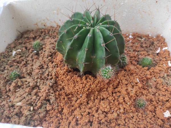 一顆帶刺仙人球 一顆帶刺仙人球