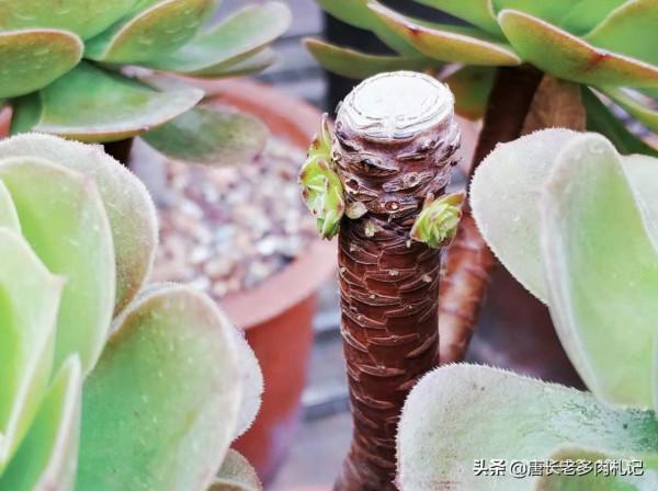 法師多肉都成功度夏了?來看秋天它們啥時候甦醒,以免陰溝裡翻船 法師多肉都成功度夏了?來看秋天它們啥時候甦醒,以免陰溝裡翻船