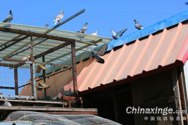 幼鴿專職保姆員