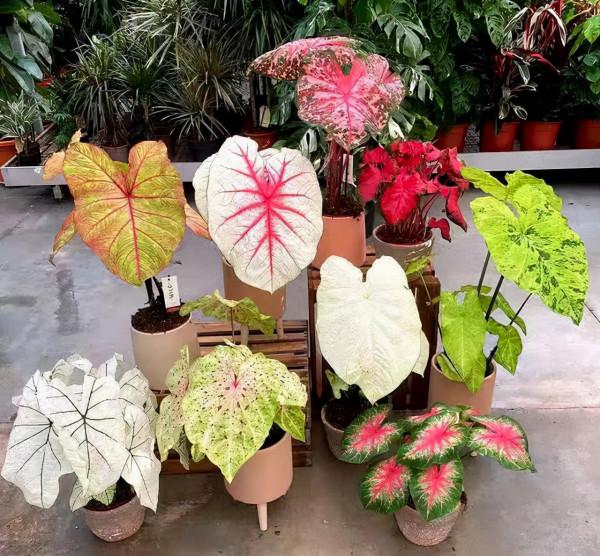 10種“喜陰花”，好養又漂亮，光線不好養一盆，北陽臺也能美美噠