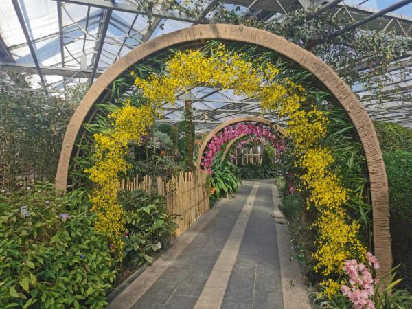 蝴蝶蘭花兒開，美好又可愛