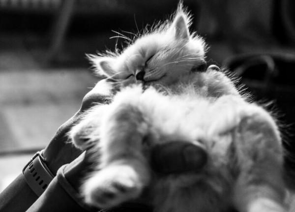 那些人和貓的親密瞬間，還有誰會不喜歡貓呢？