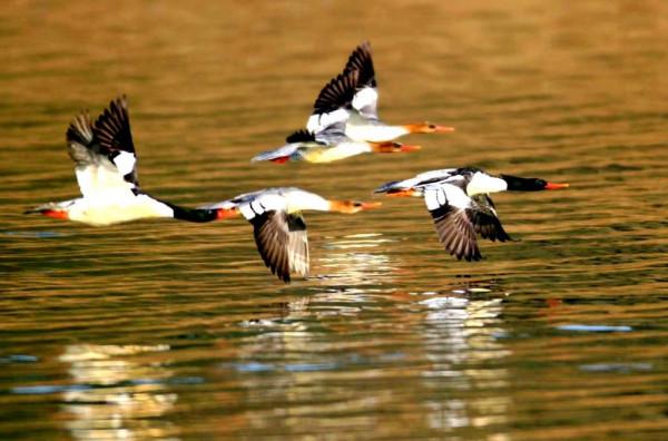 讀圖 |“鳥中大熊貓”中華秋沙鴨美姿