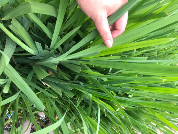 學會搭配這8種園藝植物，讓你的花園收穫一個有趣的靈魂