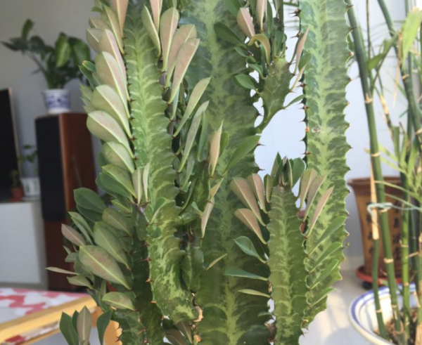 冬季養龍骨也要記住“3句話”,否則很容易爛根 冬季養龍骨也要記住“3句話”,否則很容易爛根