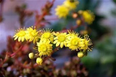 50種多肉開花欣賞，你養的開花了嗎？快來曬曬