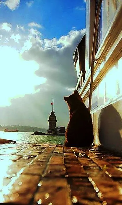 偶遇路中央喝水的流浪貓，大叔停車等候，畫面過暖