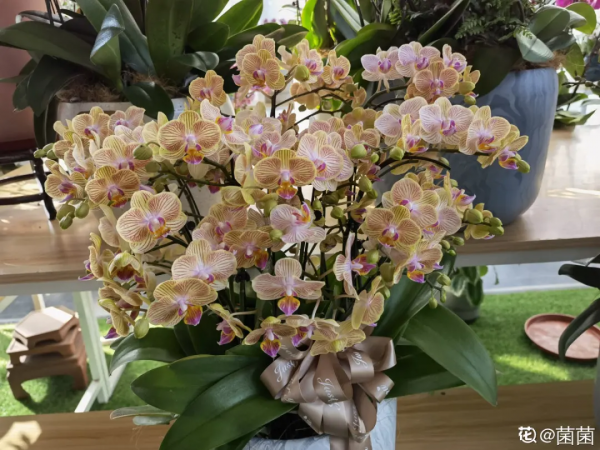 花開完之後別急著扔，趕緊剪一遍，還能繼續開花