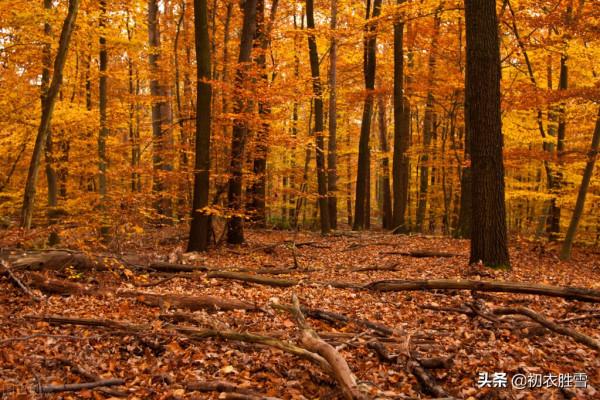 明麗落葉詩六首,葉落歸根,秋到任他林落葉,春來從你樹開花 明麗落葉詩六首,葉落歸根,秋到任他林落葉,春來從你樹開花