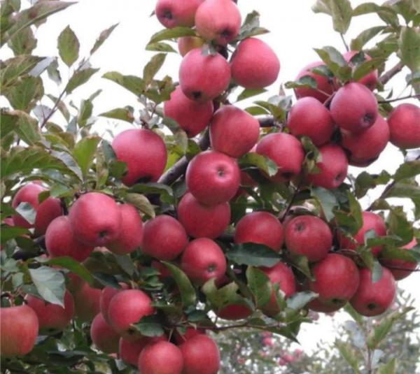 讓父母老婆孩子過好日子：我為十多個親戚鄉鄰安排了工作