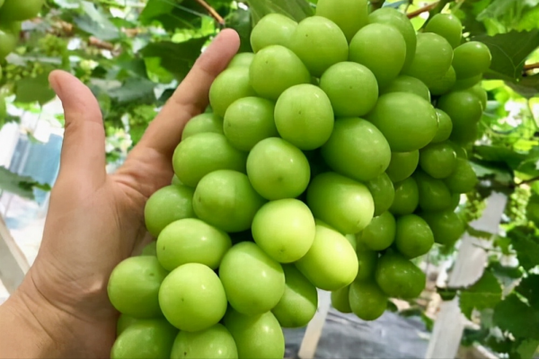 日本最嚴種苗法實行8個月,我國哪幾類水果有可能違反日本禁令? 日本最嚴種苗法實行8個月,我國哪幾類水果有可能違反日本禁令?