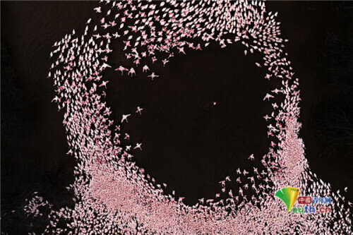 愛心發射！成群火烈鳥聚集湖岸組成心形圖案