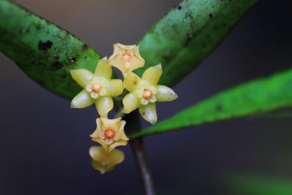 曾在野外滅絕百年,如今在雲南深山怒放!這些美麗又瀕危的花,你認識幾種? 曾在野外滅絕百年,如今在雲南深山怒放!這些美麗又瀕危的花,你認識幾種?