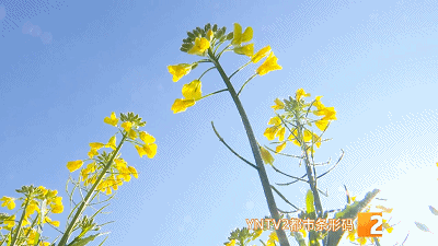 美！金燦燦一大片！油菜花海已上線