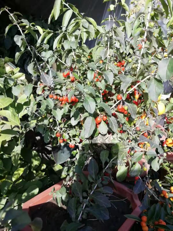 枝繁本是仙人杖,根老新成瑞犬形——金秋枸杞紅 枝繁本是仙人杖,根老新成瑞犬形——金秋枸杞紅