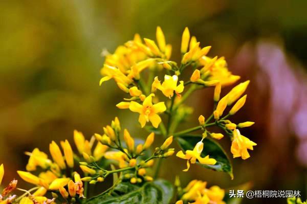 寶寶誤食家中花卉中毒，這12種美麗綠植，有小孩的家庭要遠離