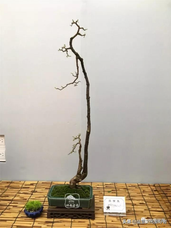 最高水準的素仁格盆景藝術，值得收藏