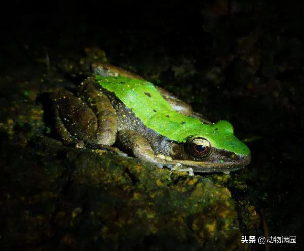 物種百科：大綠臭蛙