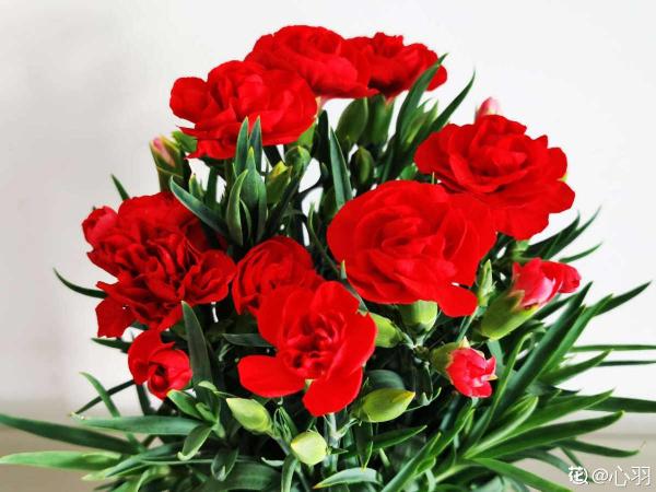 8種“儒雅花”，適合送給老師，氣質優雅有格調