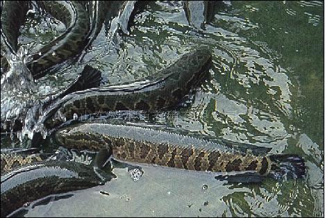 黑魚入侵美國,在美國氾濫成災,這還是我認識的黑魚嗎? 黑魚入侵美國,在美國氾濫成災,這還是我認識的黑魚嗎?