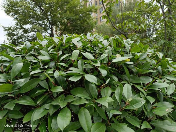 輕薄機身和1億畫素主攝 拍照和外觀全面進化的vivo S10 Pro 輕薄機身和1億畫素主攝 拍照和外觀全面進化的vivo S10 Pro