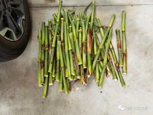 快樂遊釣遇見野猴,一路上意外多多,驚喜不斷 快樂遊釣遇見野猴,一路上意外多多,驚喜不斷