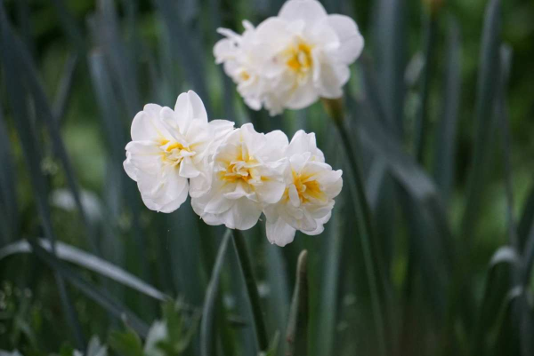 年底養些喜慶花，家裡一年都吉祥，6種年宵花現在買正合適