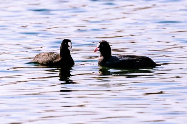 北京門頭溝生態改善引百鳥 冬季永定河成珍禽樂園