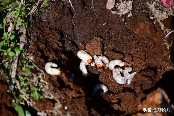 趕盡殺絕,花園裡最痛恨的蟲子 | 園丁 趕盡殺絕,花園裡最痛恨的蟲子 | 園丁