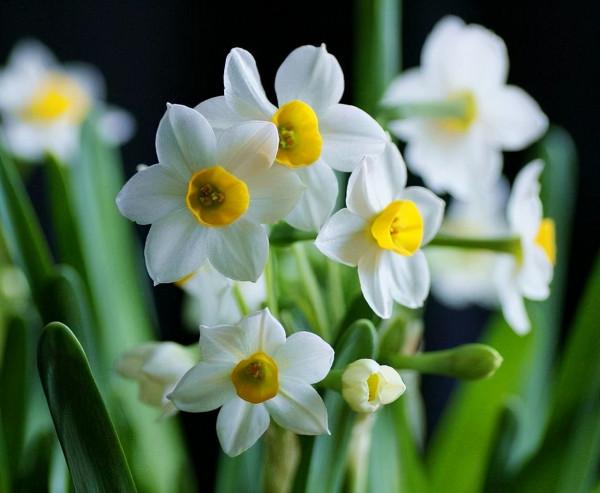 馬上就要過年了,還在為買什麼年宵花發愁嗎?推薦36種供你參考 馬上就要過年了,還在為買什麼年宵花發愁嗎?推薦36種供你參考