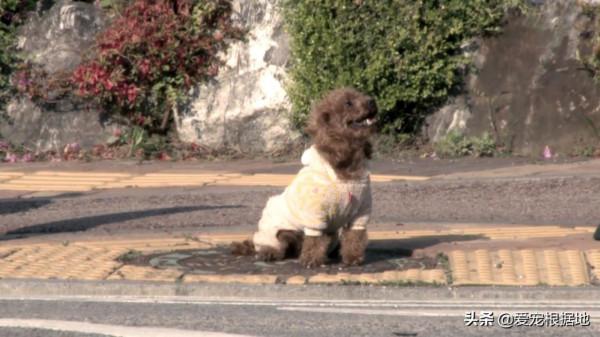 養了7年的狗被人抱走,1個月後與主人再次相遇,它竟忘記了主人 養了7年的狗被人抱走,1個月後與主人再次相遇,它竟忘記了主人