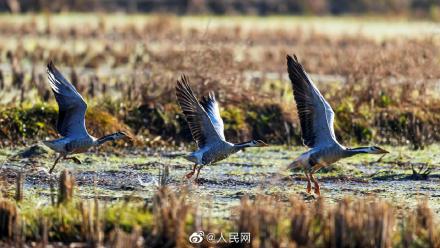 福建首次記錄到新鳥種斑頭雁 福建首次記錄到新鳥種斑頭雁
