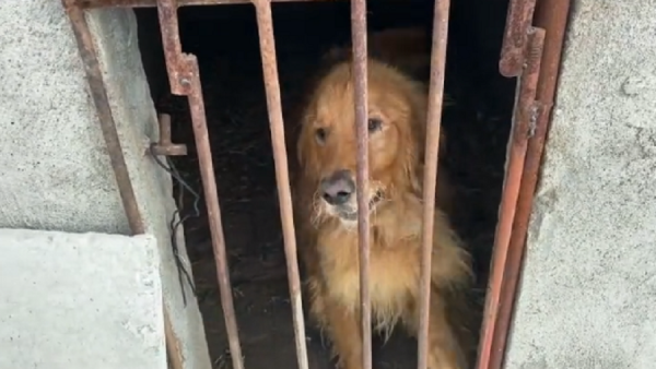 黑龍江：主人外出金毛關豬圈，兩天沒進食的狗狗苦苦哀求卻無人管