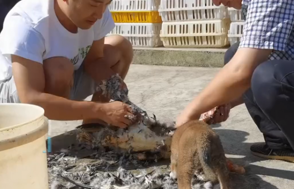 四川一狗子圍觀主人殺鴨,突然被主人嚇尿,網友:差點把自己送走 四川一狗子圍觀主人殺鴨,突然被主人嚇尿,網友:差點把自己送走