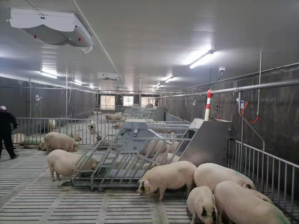 牧原第五次臨時股東大會，透露了一個養豬秘籍