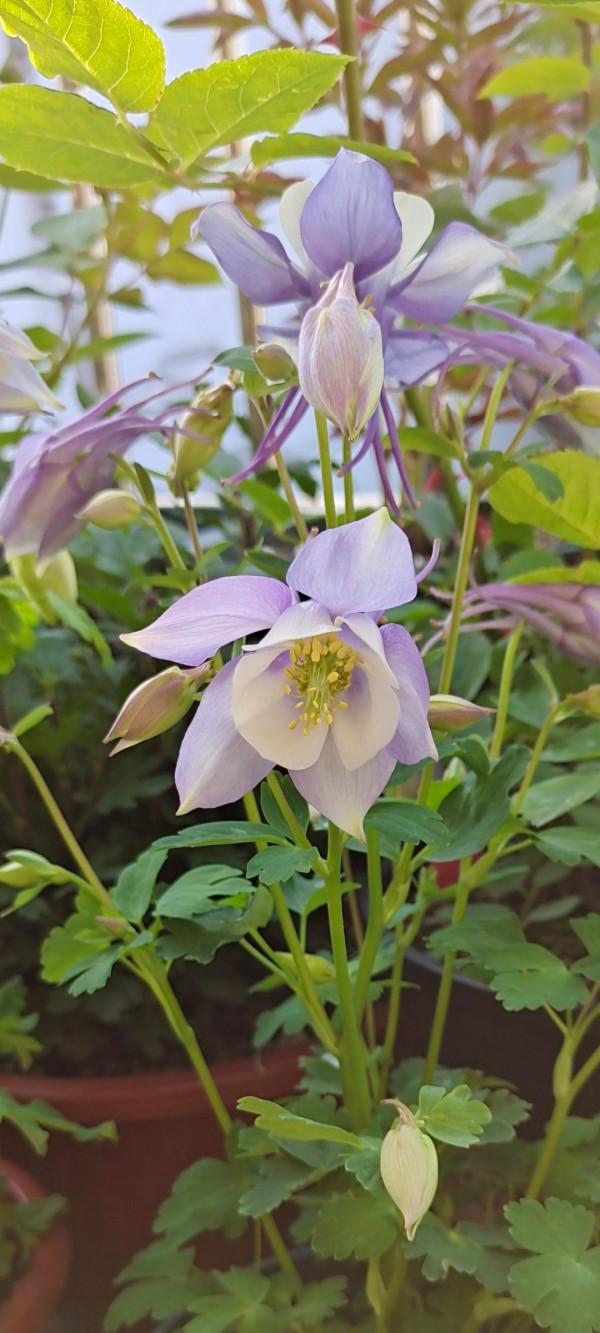 4種花聽名字看不上,養開花真的絕美,妥妥的顏值擔當 4種花聽名字看不上,養開花真的絕美,妥妥的顏值擔當