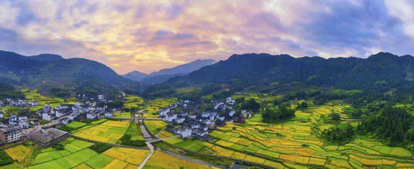 什麼樣的鄉村振興經驗適合傳遞給村帶頭人？