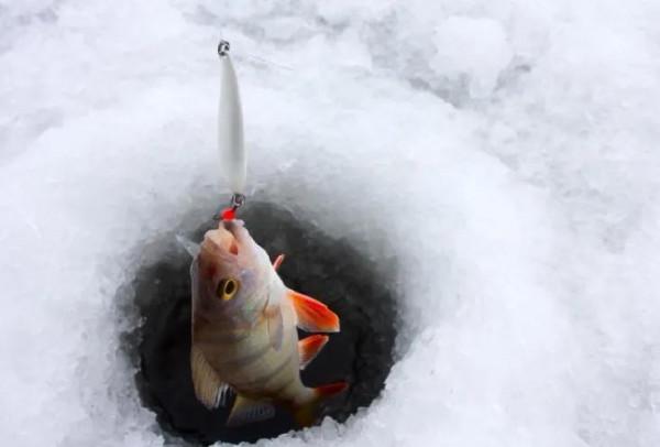 早春釣魚，臺釣商品餌“好用”？傳統釣連竿爆護，你卻還在苦等