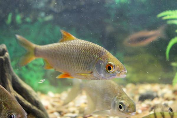 一個釣魚菜鳥的入坑經歷(五) 一個釣魚菜鳥的入坑經歷(五)