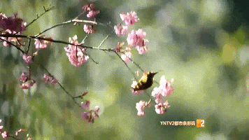 210種鳥類！高黎貢山百鳥谷，各地觀鳥愛好者打卡地，太美了