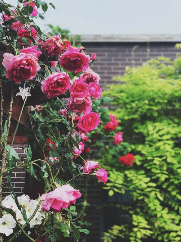 她改造的54㎡露臺花園，一個可在花叢中漫步的秘境，美不勝收