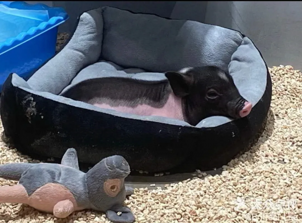 寵物咖,看過來,一定治癒你 寵物咖,看過來,一定治癒你