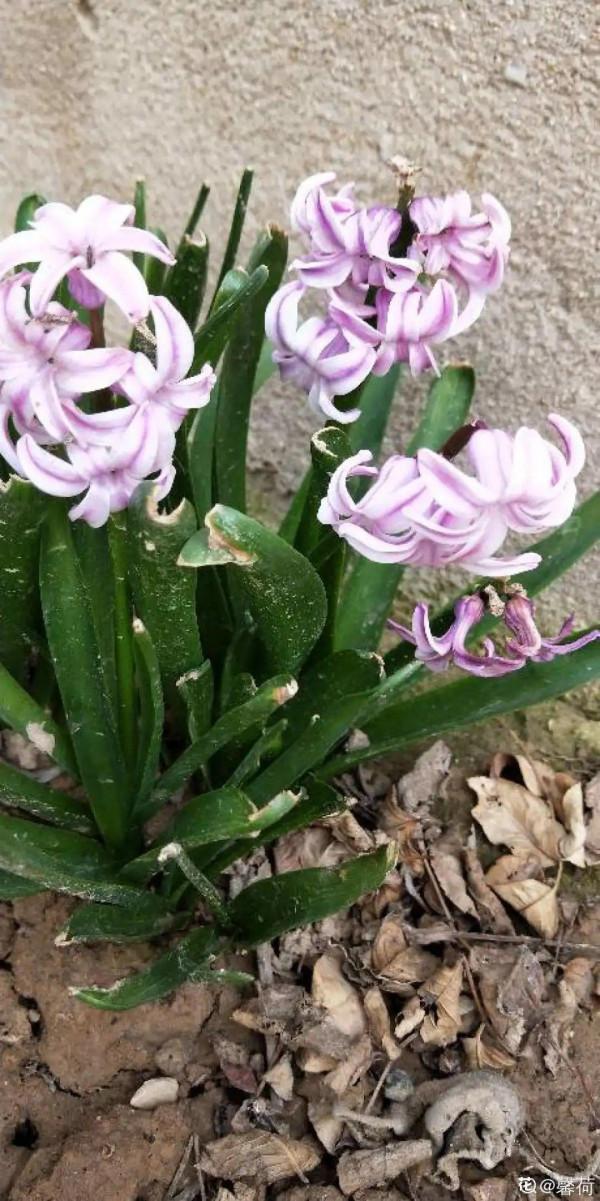 風信子到了夏天，趕緊挖出來埋沙裡，秋天繼續種