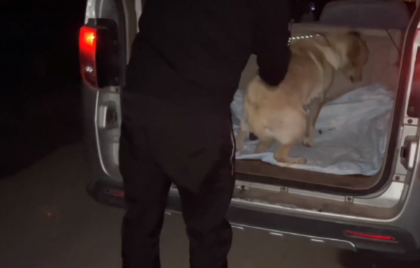吉林：賣狗肉館不賣救助站？600救下的拉布拉多，緊跟恩人不離開
