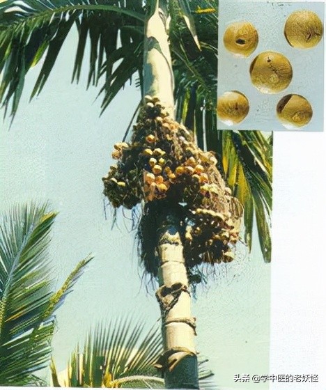 每日學習一味中藥——大腹皮